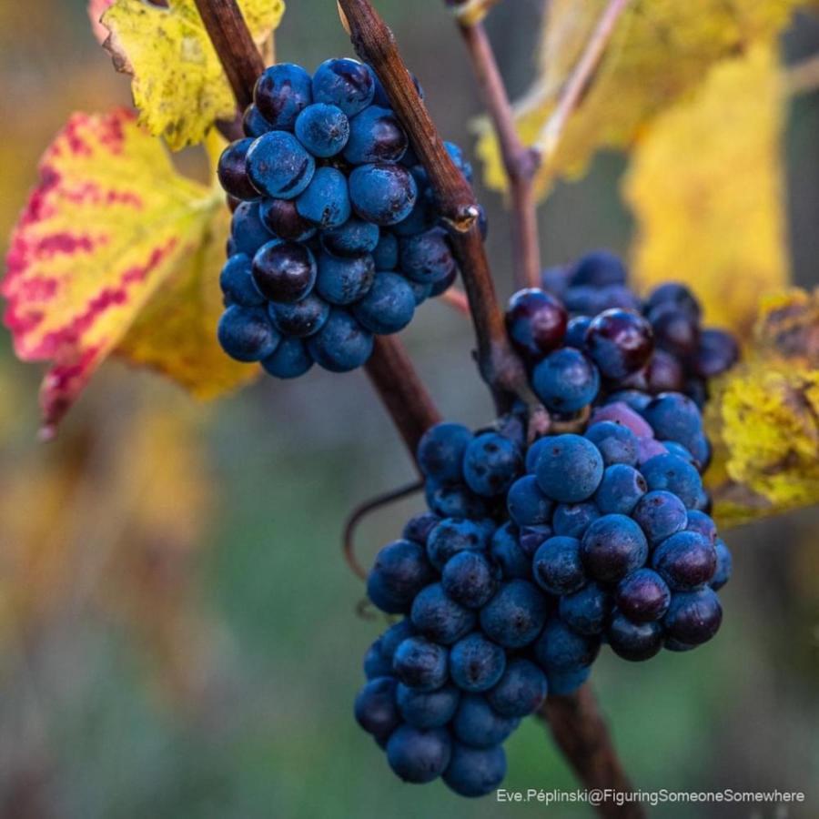 Villa Le Logis St Pere Sancerre Esterno foto