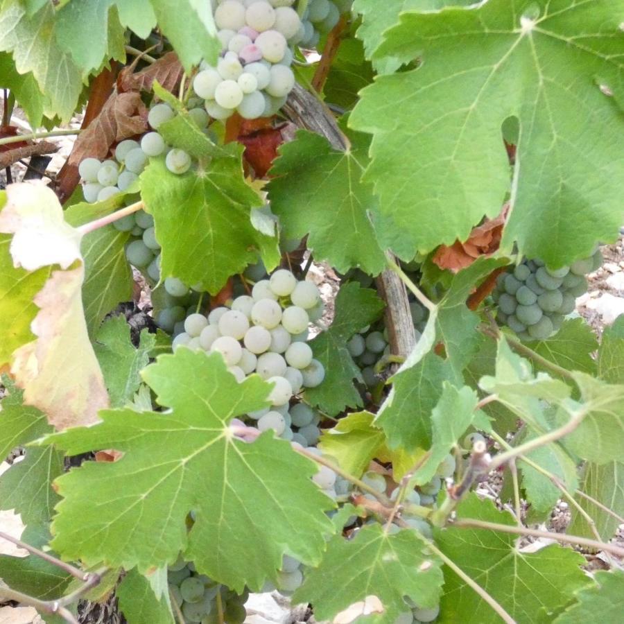 Villa Le Logis St Pere Sancerre Esterno foto