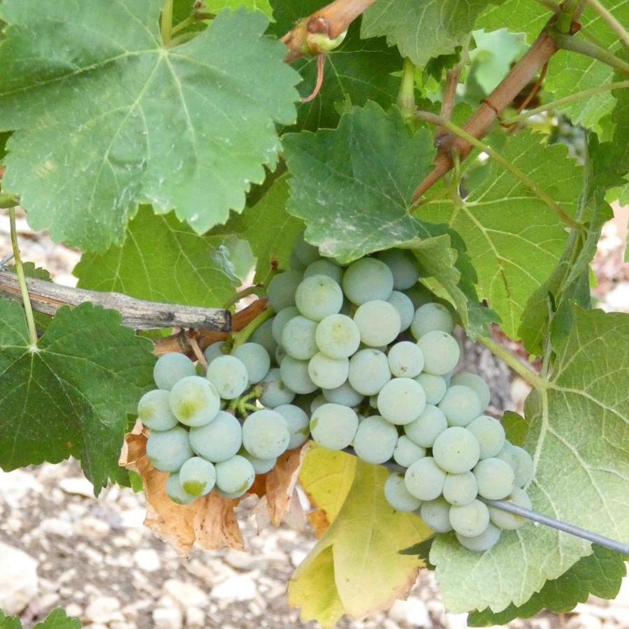 Villa Le Logis St Pere Sancerre Esterno foto